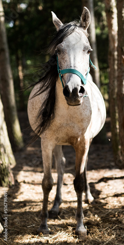 koń arabski