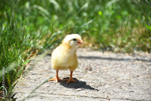 Yellow fluffy newborn chick  standing outdoors in grass , domestic bird photo