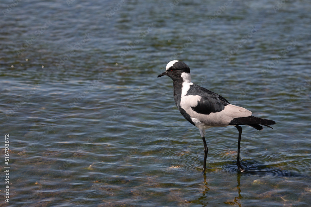 Waffenkiebitz / Blacksmith plover / Vanellus armatus Waffenkiebitz / Blacksmith plover / Vanellus armatus