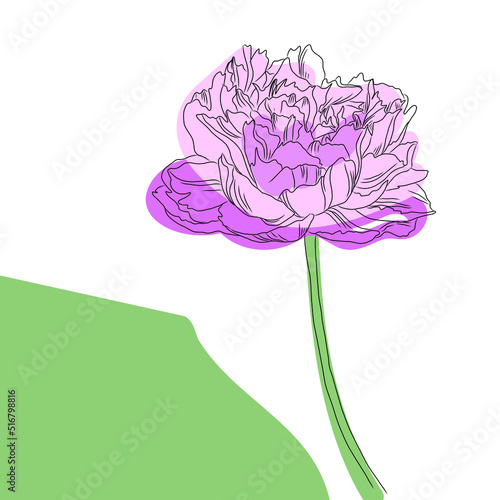 hand drawn peon flower, digitally created on a tablet