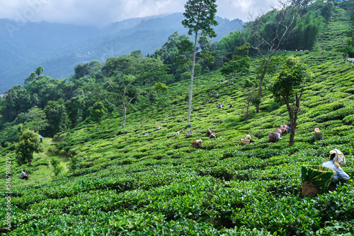 DARJEELING, INDIA, - June 23,2022 Harvesting, Rural women workers plucking tender tea shoots in gardens of Darjeeling, one of the best quality tea in the world, India