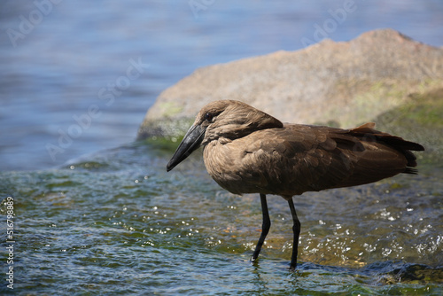 Hammerkopf / Hamerkop / Scopus umbretta photo