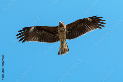 Adult red eagle fly on nice clear blue sky background with clipping path; Japanese eagle at Enoshima during summer season