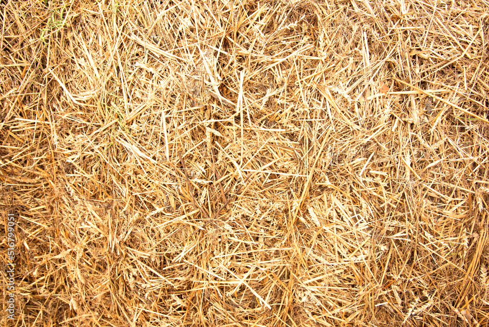 Hay background. Haystacks background, texture. Wheat gold hay in field