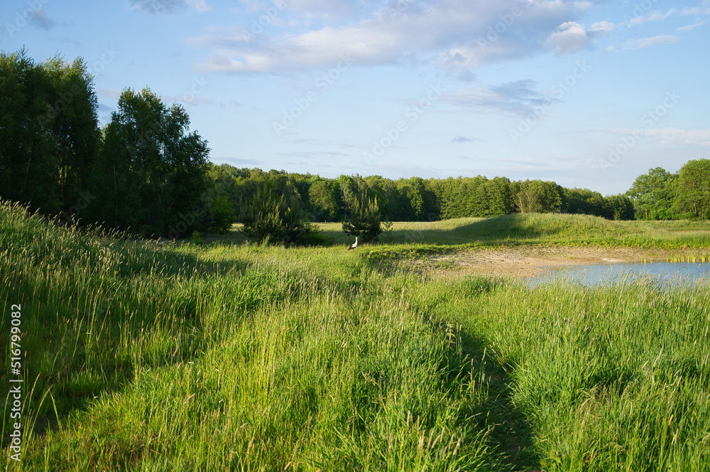Stork flying over a meadow and a pond. Big bird that comes to Germany in spring Stork flying over a meadow and a pond. Big bird that comes to Germany in spring