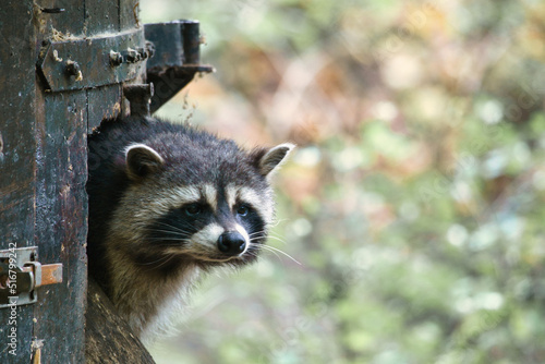 Raccoon furtively looks out of a small wooden house. Small predator of the forest