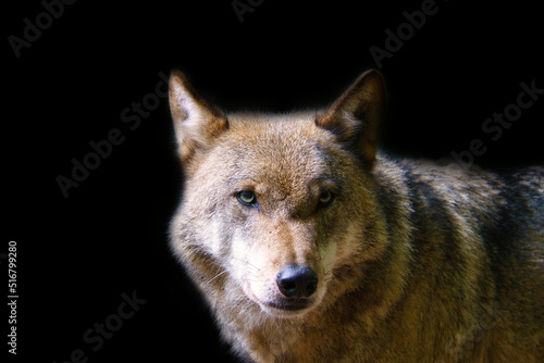 Siberian wolf in portrait. Predator looking at the viewer. Mammal animal photo © Martin