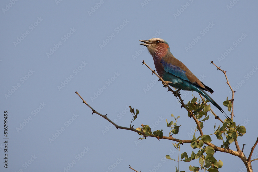 Gabelracke / Lilacbreasted Roller / Coracias caudata Gabelracke / Lilacbreasted Roller / Coracias caudata