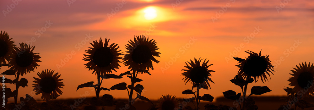 Colorful sunset in a sunflower field, panoramic view