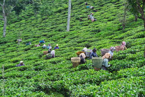DARJEELING, INDIA, - June 23,2022 Harvesting, Rural women workers plucking tender tea shoots in gardens of Darjeeling, one of the best quality tea in the world, India