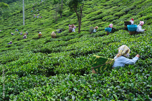 DARJEELING, INDIA, - June 23,2022 Harvesting, Rural women workers plucking tender tea shoots in gardens of Darjeeling, one of the best quality tea in the world, India photo