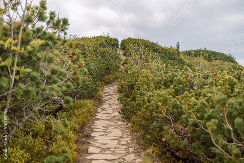 View of mountain trail for hiking and spring green pine forest  landscape  Tatra Mountains  Poland. Walking footpath or biking path  dirt road.