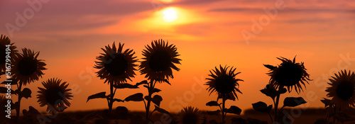 Colorful sunset in a sunflower field  panoramic view