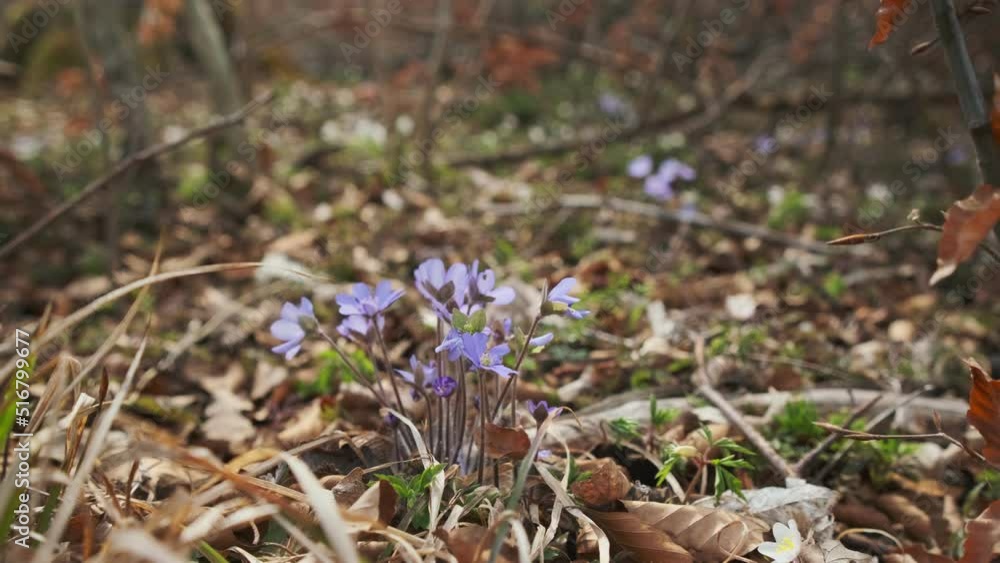 Wild blue flowers growing on the forest floor in spring Wild blue flowers growing on the forest floor in spring