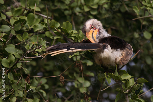 Südlicher Gelbschnabeltoko / Southern yellow-billed hornbill / Tockus leucomelas photo