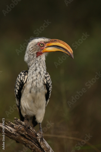 S  dlicher Gelbschnabeltoko   Southern yellow-billed hornbill   Tockus leucomelas