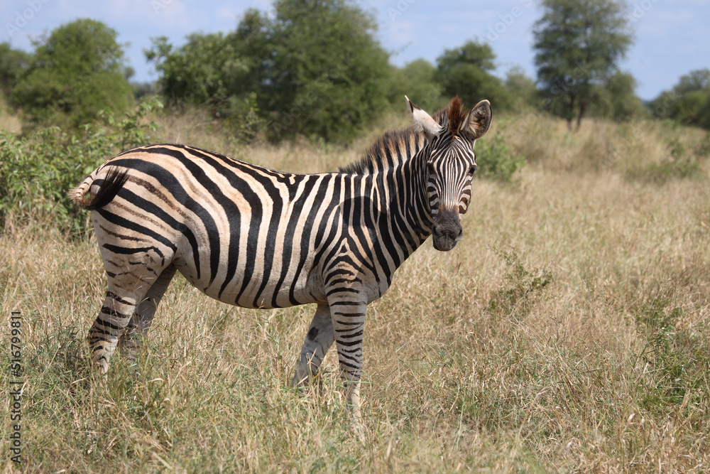 Steppenzebra / Burchell´s Zebra / Equus burchellii Steppenzebra / Burchell´s Zebra / Equus burchellii