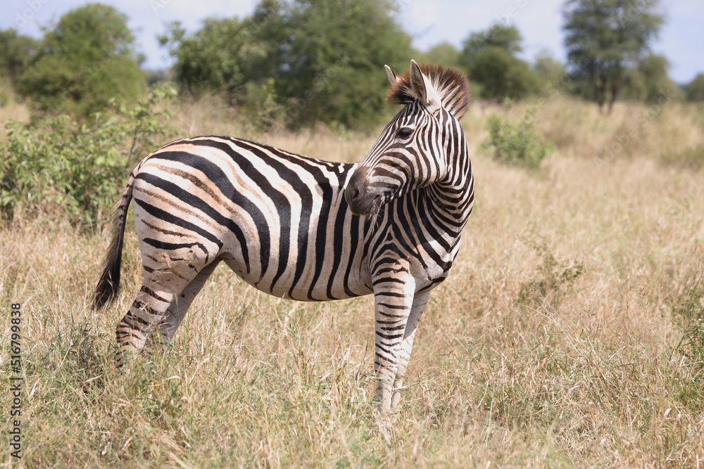 Steppenzebra / Burchell´s Zebra / Equus burchellii Steppenzebra / Burchell´s Zebra / Equus burchellii