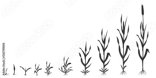 Process of growing wheat in stages. Grain germination infographic black silhouette illustration.