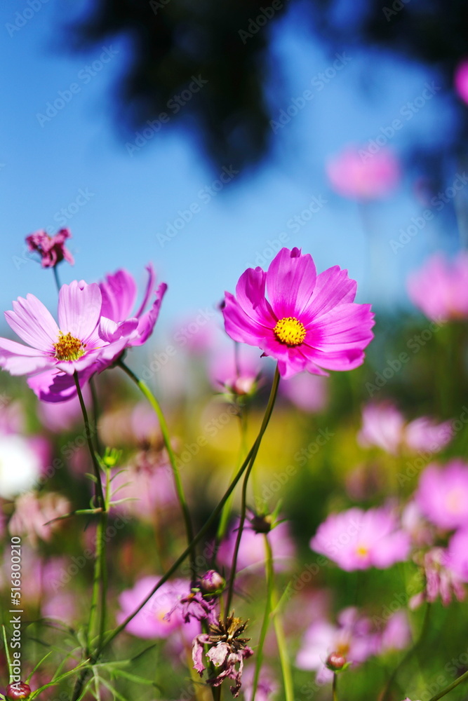 Colorful flowers bloom in different seasons Colorful flowers bloom in different seasons