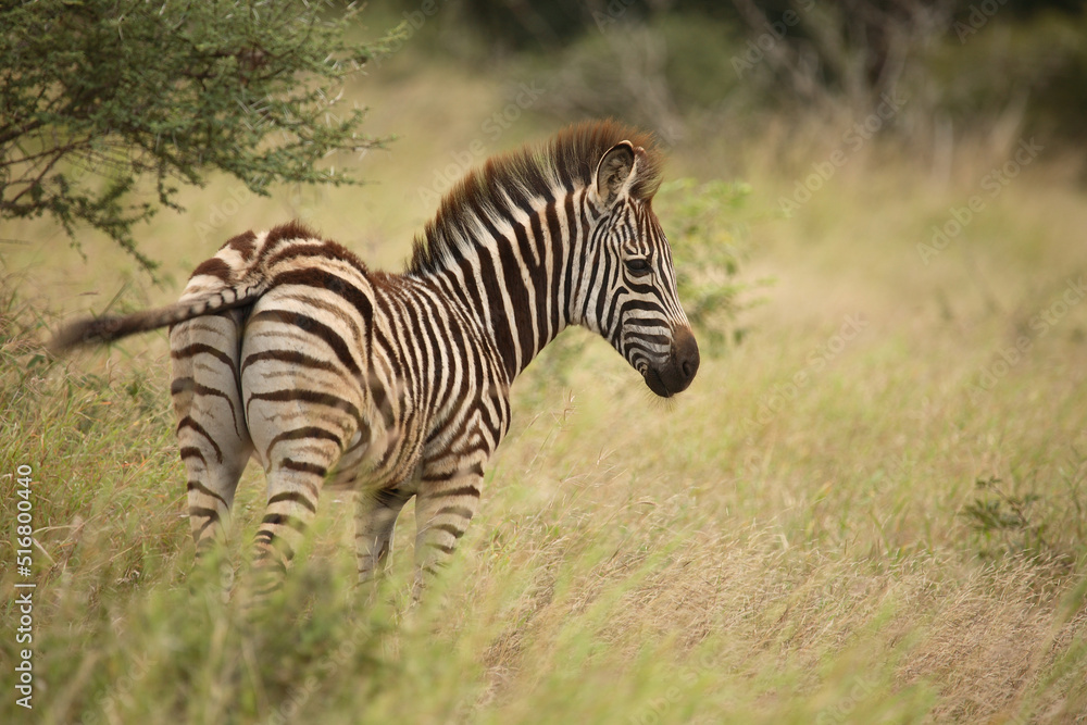 Obraz premium Steppenzebra / Burchell's Zebra / Equus burchellii