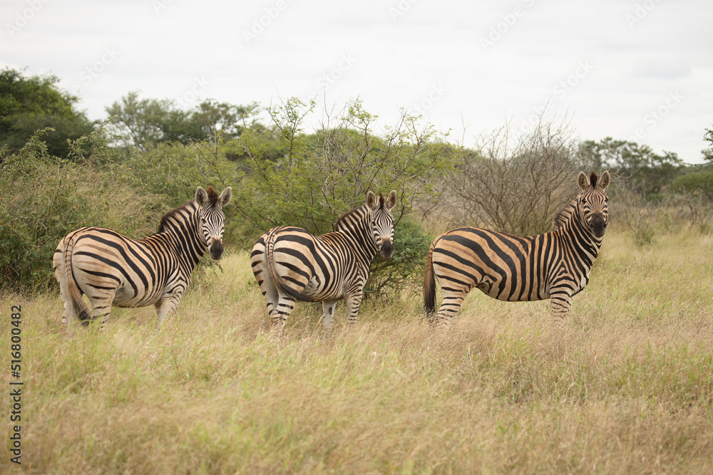 Fototapeta premium Steppenzebra / Burchell´s Zebra / Equus burchellii