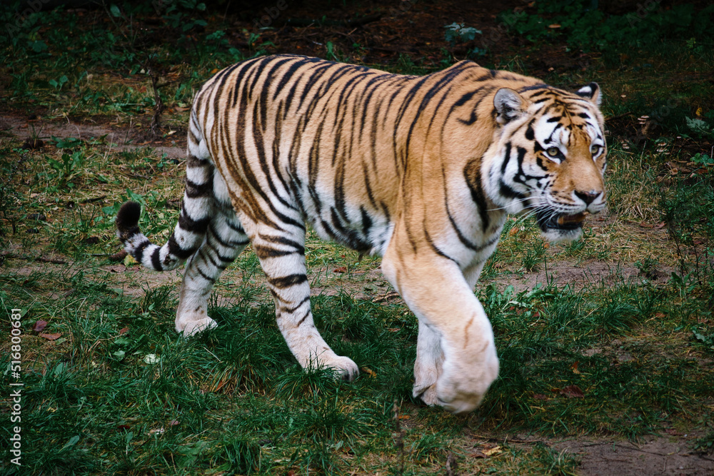 Siberian tiger. Elegant big cat. endangered predator. white,black,orange striped fur