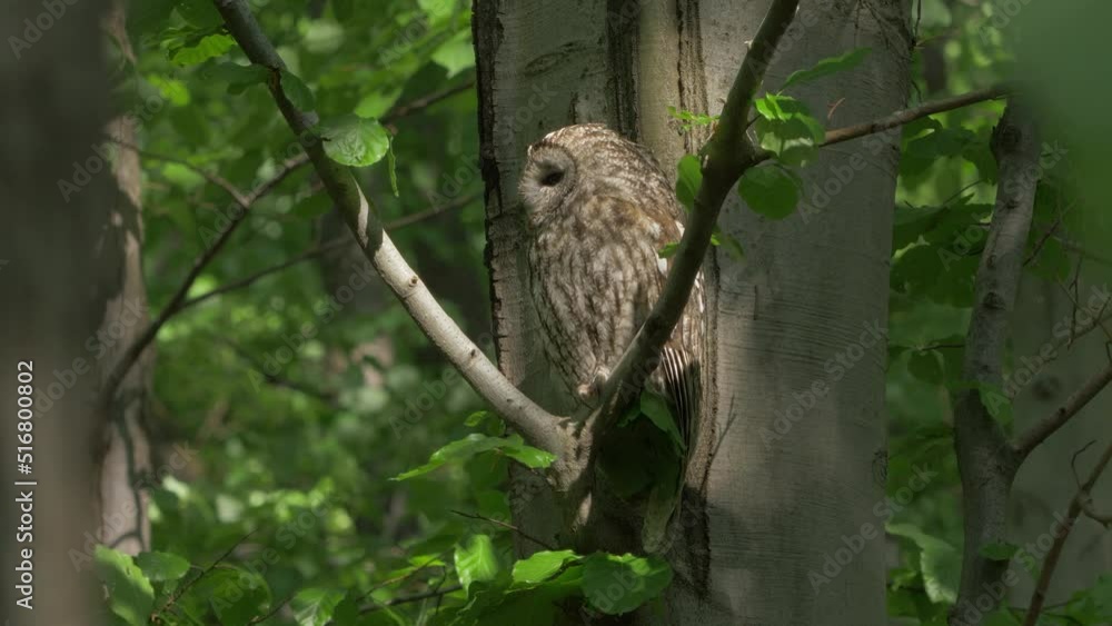 Bird Of Prey Species - Tawny Owl Strix Aluco Bird Of Prey Species - Tawny Owl Strix Aluco