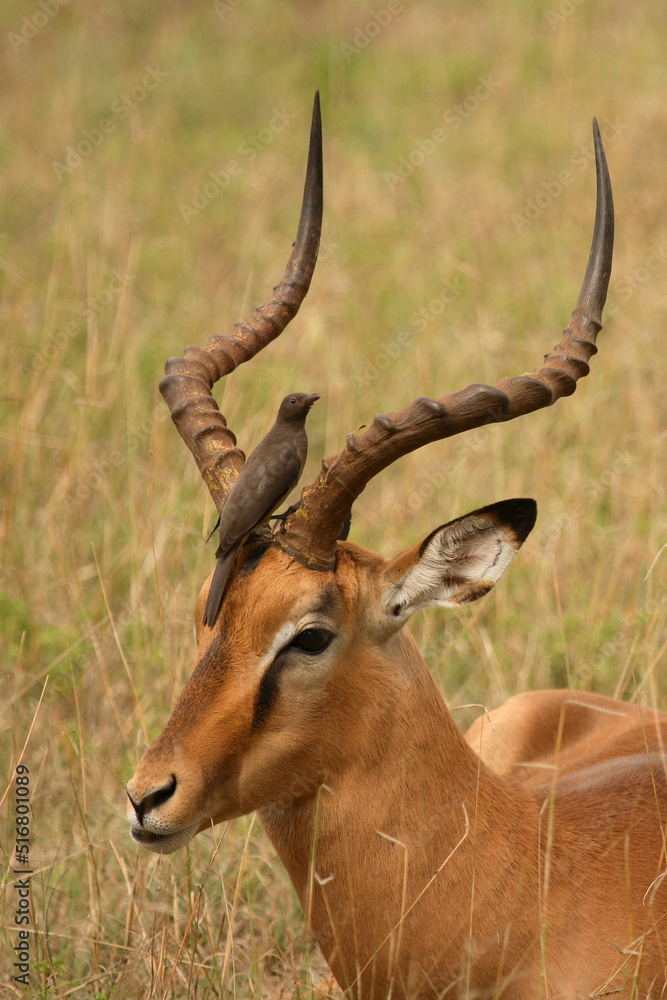 Schwarzfersenantilope und Rotschnabel-Madenhacker / Impala and Red-billed oxpecker / Aepyceros melampus et Buphagus erythrorhynchus Schwarzfersenantilope und Rotschnabel-Madenhacker / Impala and Red-billed oxpecker / Aepyceros melampus et Buphagus erythrorhynchus