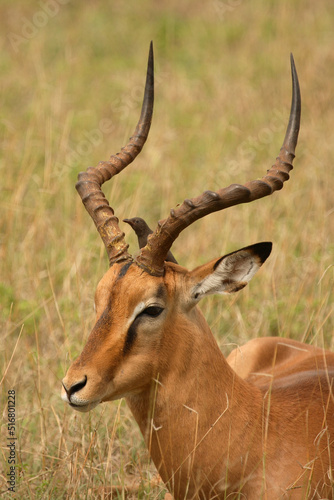 Schwarzfersenantilope und Rotschnabel-Madenhacker / Impala and Red-billed oxpecker / Aepyceros melampus et Buphagus erythrorhynchus