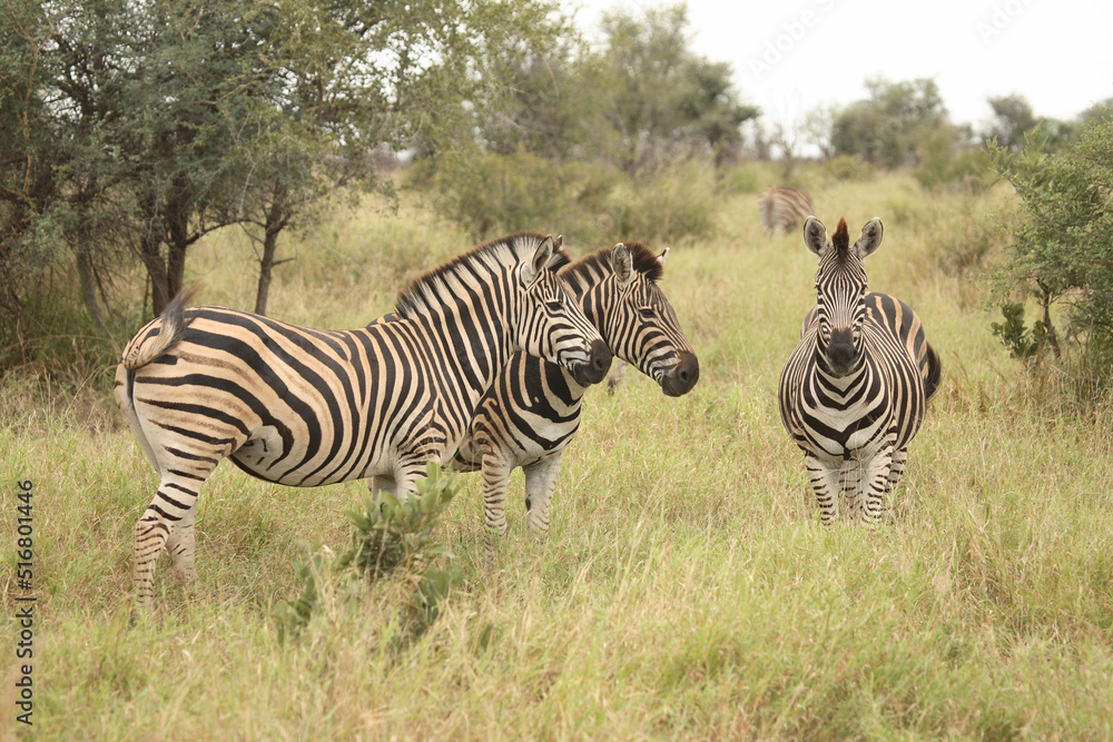 Obraz premium Steppenzebra / Burchell´s Zebra / Equus burchellii