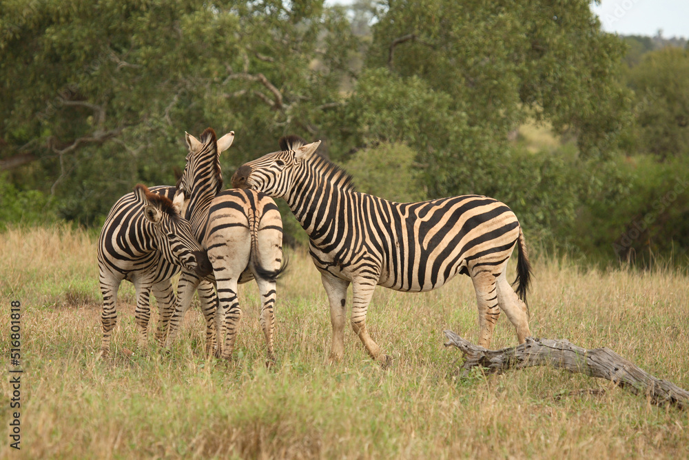 Obraz premium Steppenzebra / Burchell´s Zebra / Equus burchellii