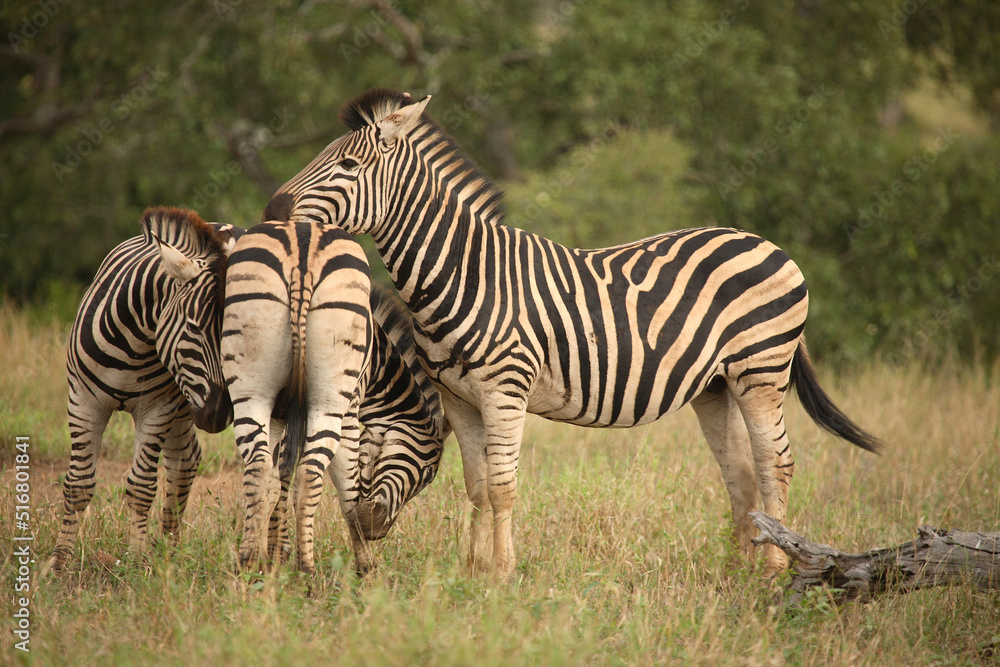 Steppenzebra / Burchell´s Zebra / Equus burchellii Steppenzebra / Burchell´s Zebra / Equus burchellii