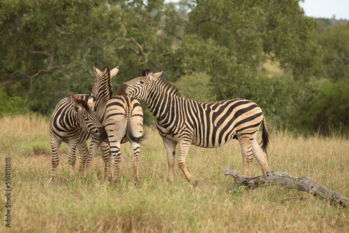 Steppenzebra   Burchell  s Zebra   Equus burchellii