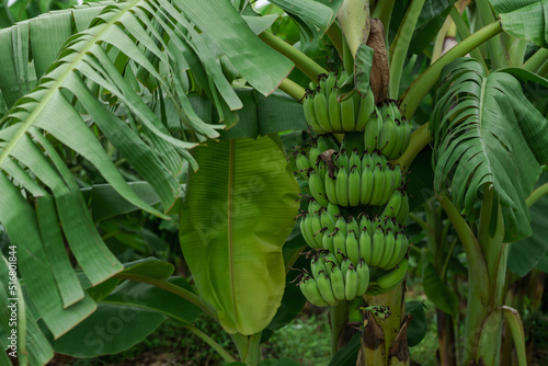 Banana farm in rainy season, bananas have beautiful fruit.