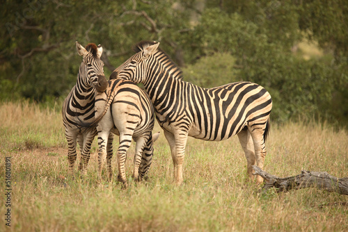 Steppenzebra   Burchell  s Zebra   Equus burchellii