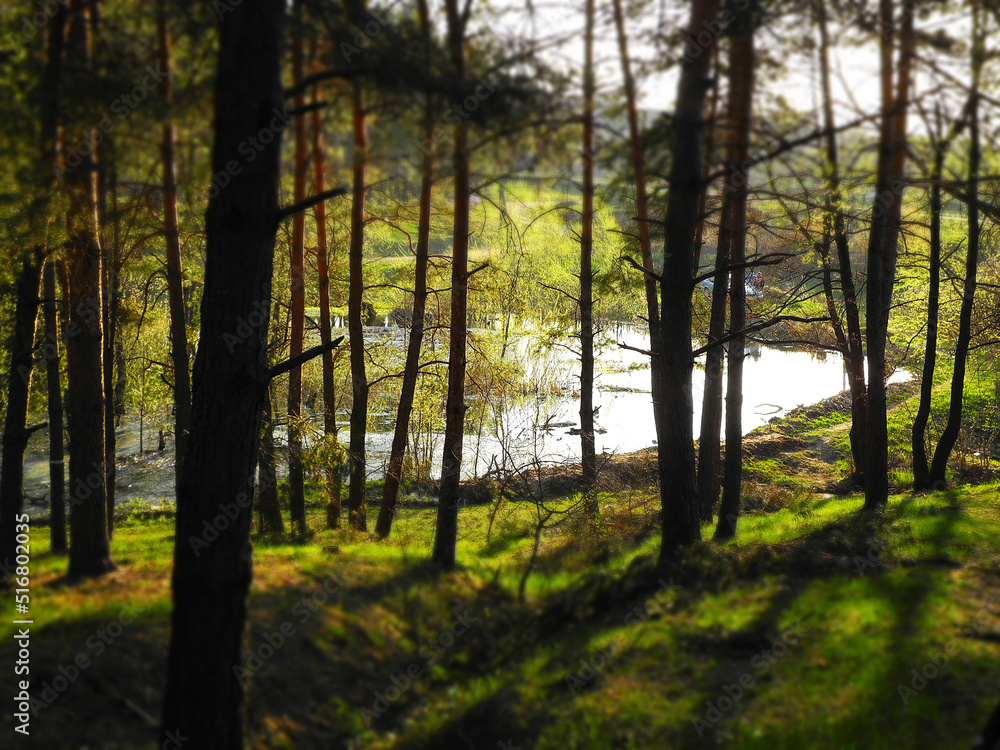 Obraz premium View of pond in forest. Miniature tilt shift lens effect 
