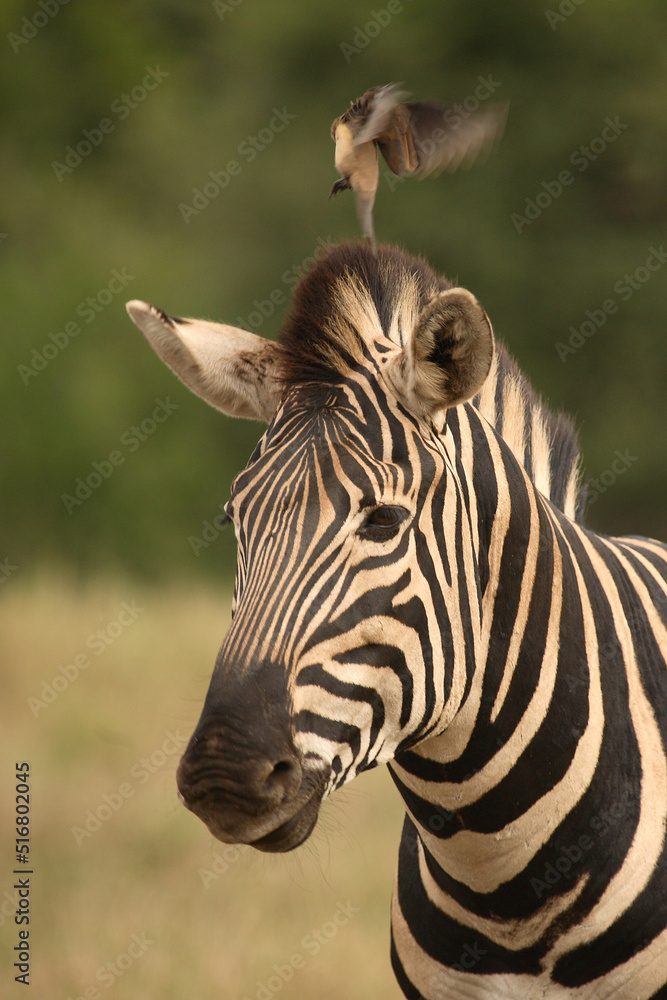 Naklejka premium Steppenzebra / Burchell´s Zebra / Equus burchellii