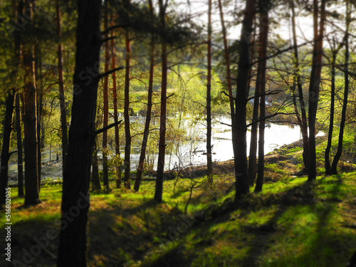 View of pond in forest. Miniature tilt shift lens effect 