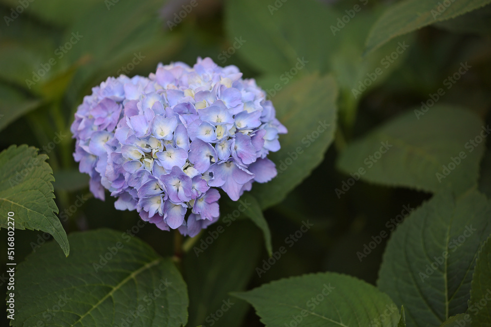 beautiful blue hydrangea flowers on a bush