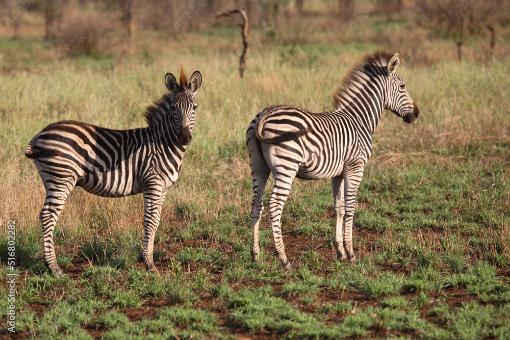 Obraz premium Steppenzebra / Burchell's Zebra / Equus burchellii