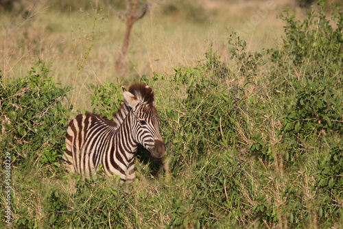 Steppenzebra   Burchell s Zebra   Equus burchellii