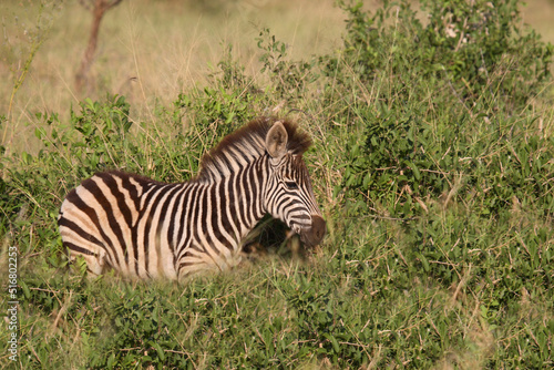 Steppenzebra   Burchell s Zebra   Equus burchellii