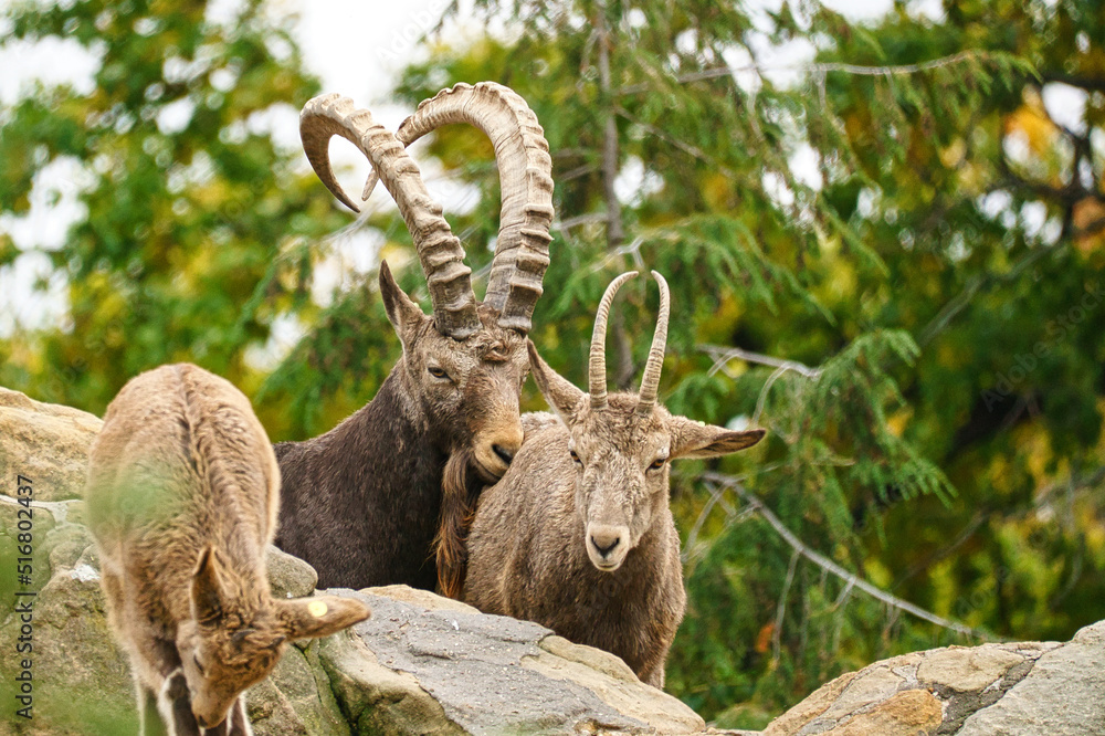 Capricorn family on rocks in nature. Big horn in mammal. Ungulates climbing