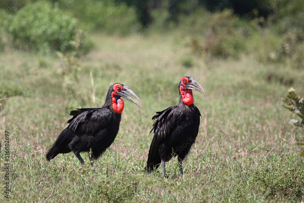 Kaffernhornrabe / Southern Ground Hornbill / Bucorvus leadbeateri. Kaffernhornrabe / Southern Ground Hornbill / Bucorvus leadbeateri.