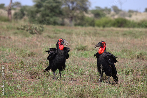 Kaffernhornrabe   Southern Ground Hornbill   Bucorvus leadbeateri.