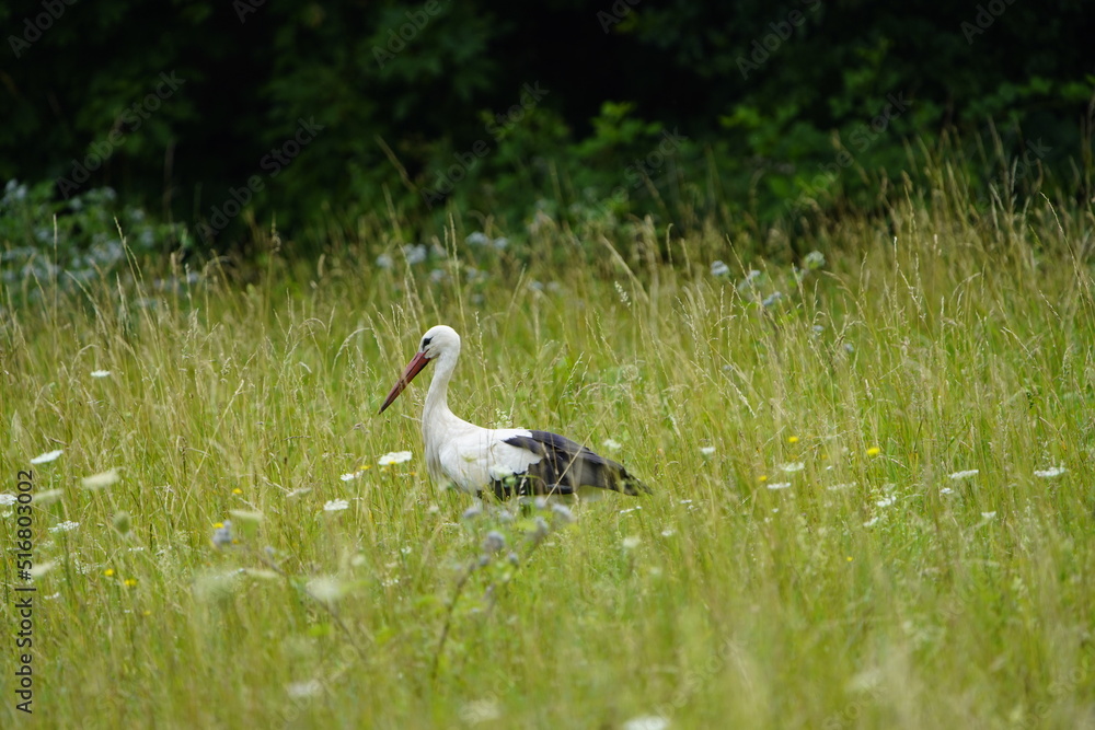 White Stork (Ciconia ciconia) is a large wading bird in the stork family Ciconiidae. White Stork (Ciconia ciconia) is a large wading bird in the stork family Ciconiidae.