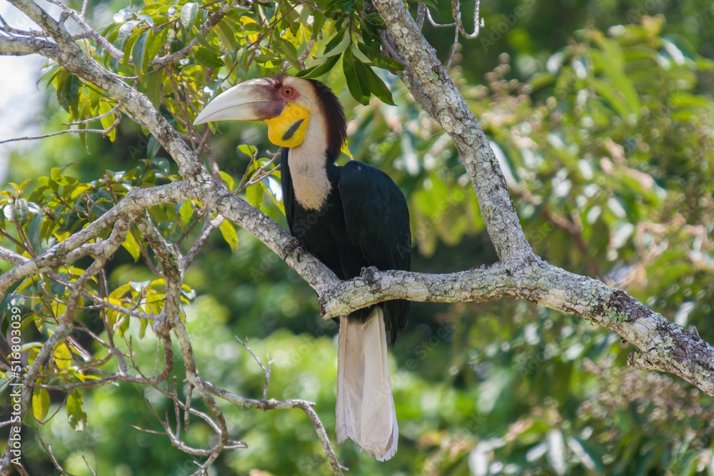 Fototapeta premium plain-pouched hornbill catch on the tree in Kao Yai National park, Thailand.