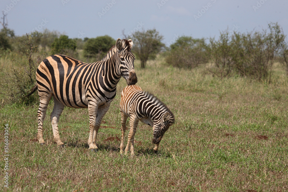 Steppenzebra / Burchell's Zebra / Equus burchellii Steppenzebra / Burchell's Zebra / Equus burchellii