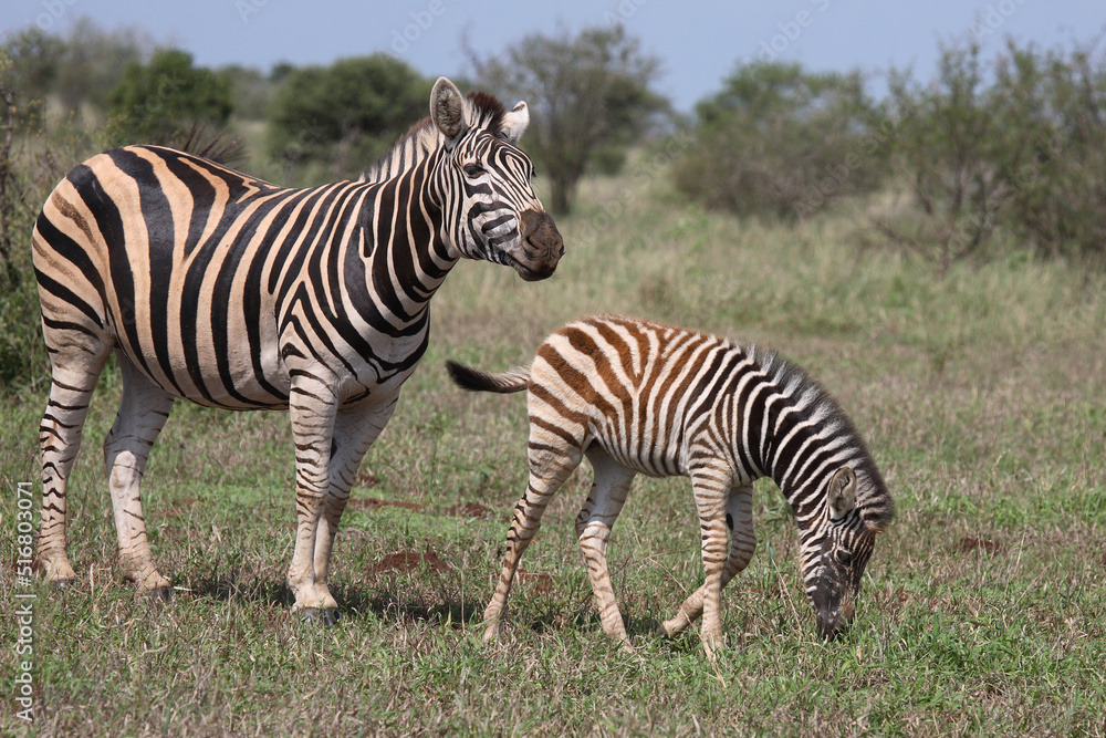 Steppenzebra / Burchell's Zebra / Equus burchellii Steppenzebra / Burchell's Zebra / Equus burchellii